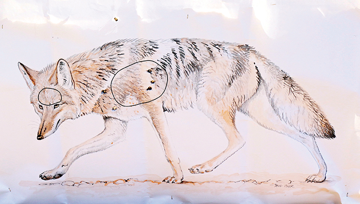 Once the correct hold is understood, the roundballs from the shotgun were capable of taking coyote, fox or groundhog-sized targets out to 25 yards.